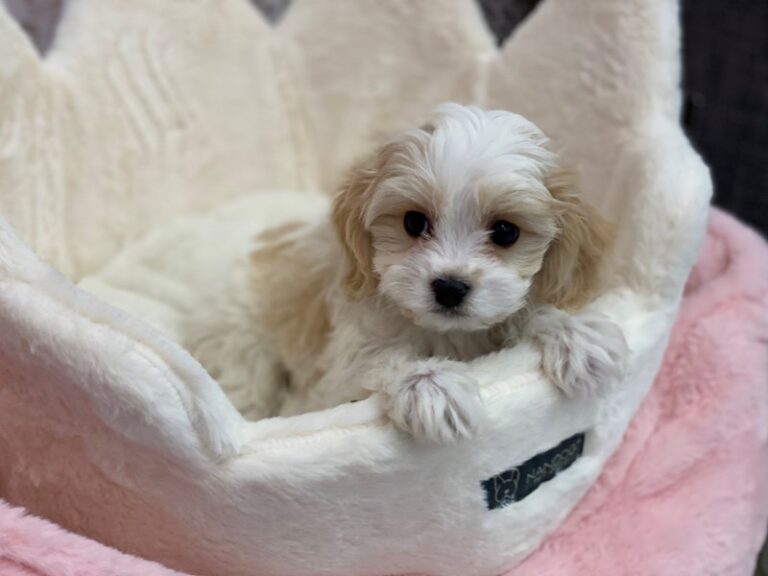 Dylan - Cavachon