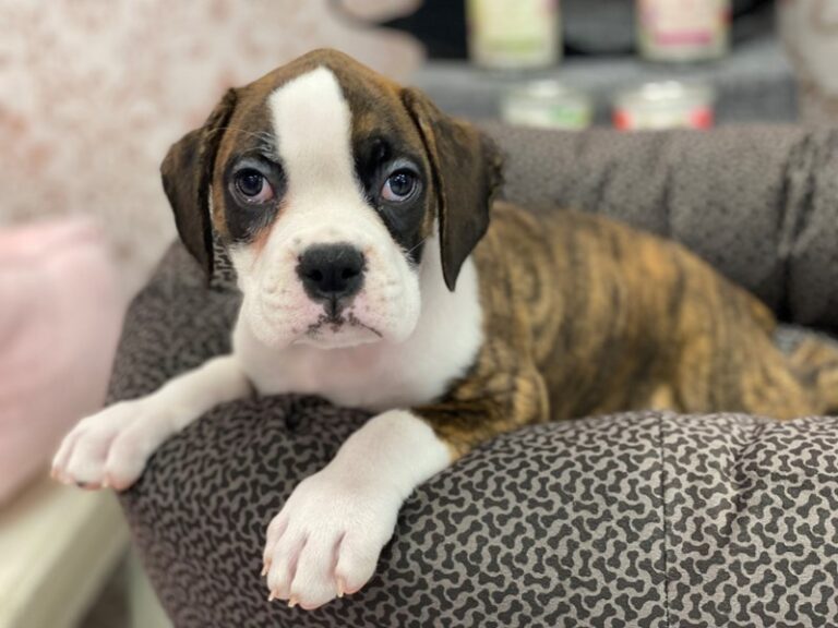 Ava - Boxer