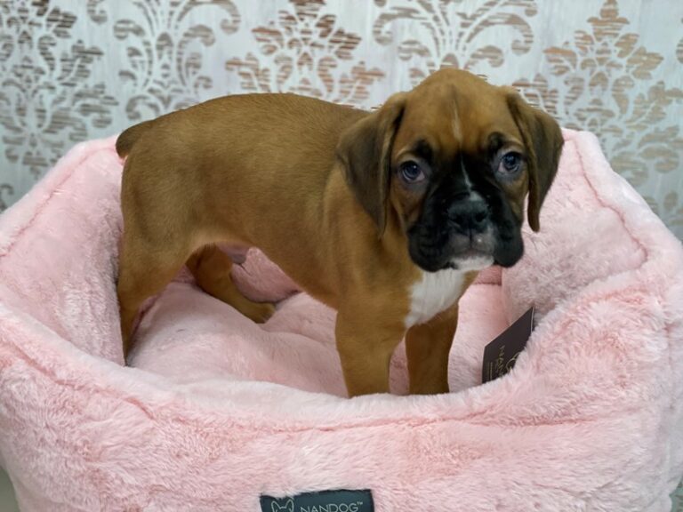 Frankie - Boxer