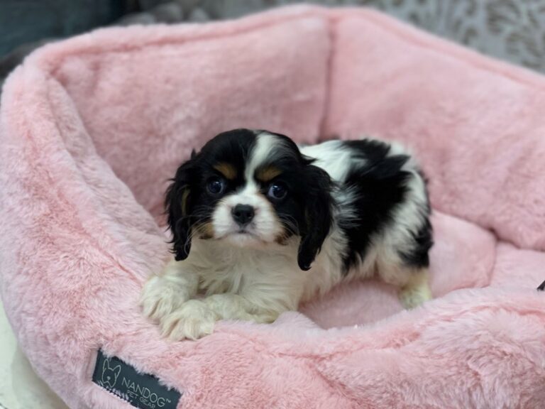 Waldo - Cavalier King Charles Spaniel