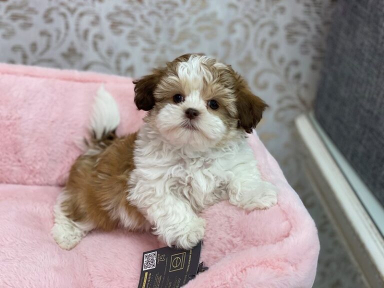 Coral - Teddy Bear