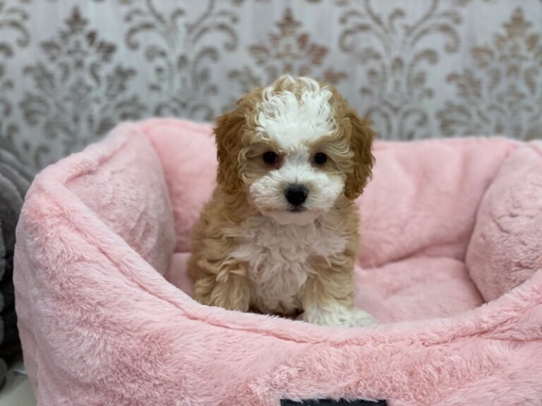Abigail - Mini Bernedoodle