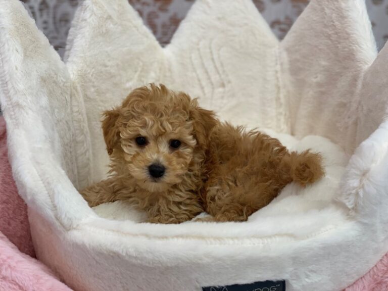 Lennox - Shipoo