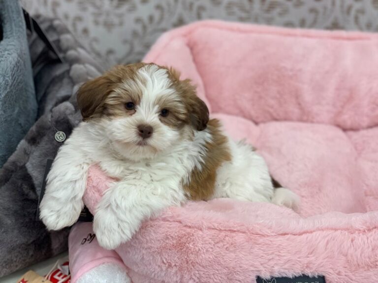 Brady - Teddy Bear