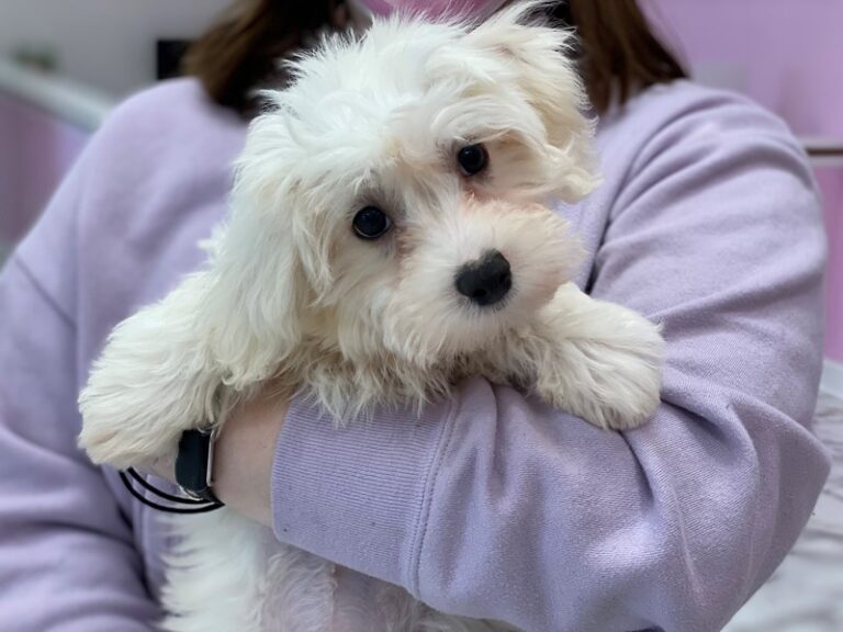Dino - Maltipoo