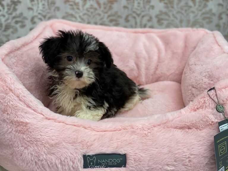 Lola - Havanese