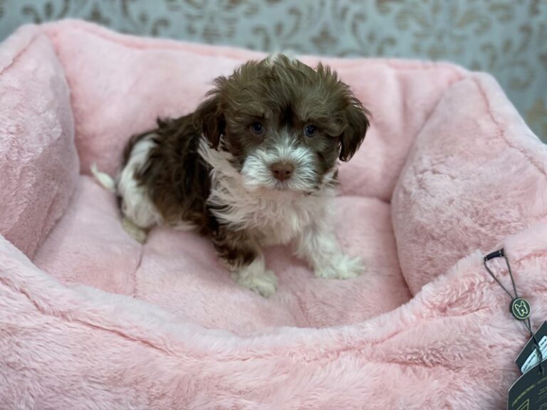 Havanese - Havanese