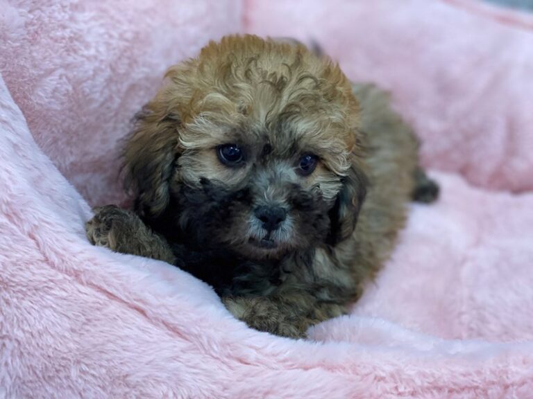 Joey - Lhasapoo