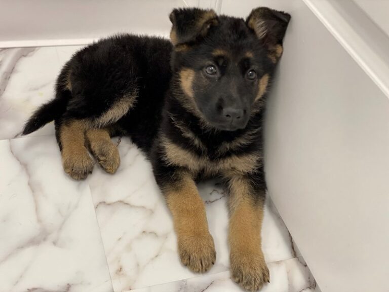 Lizzie - German Shepherd
