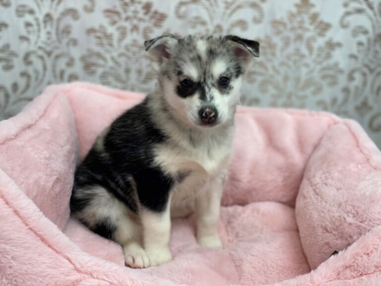 Trixie - Pomsky