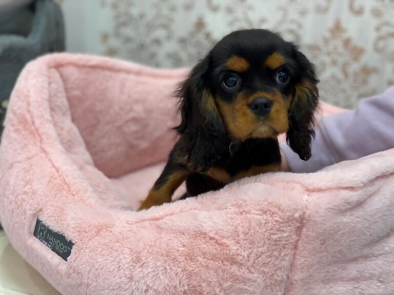Finn - Cavalier King Charles Spaniel