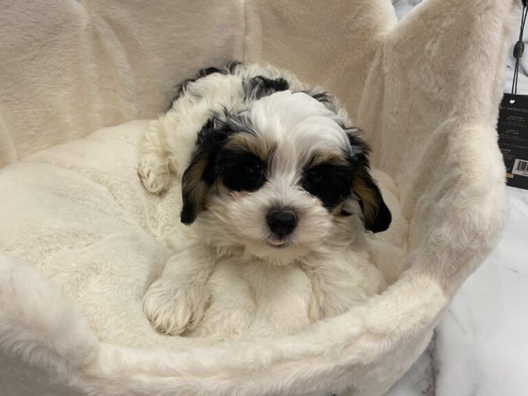 Kermit - Mini Bernedoodle
