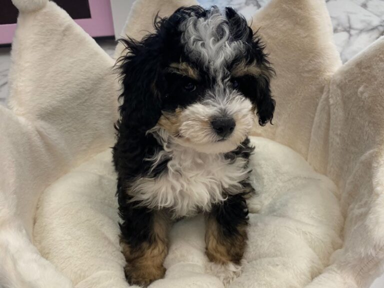 Grover - Mini Bernedoodle