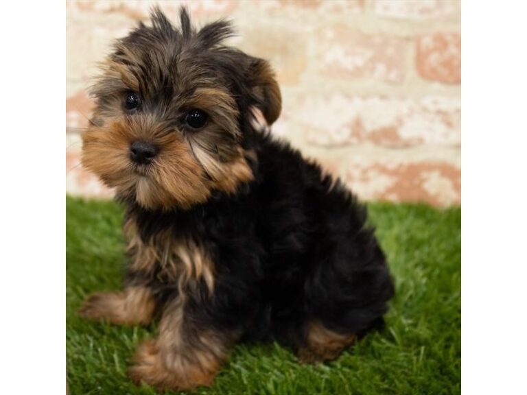 Rufus - Yorkshire Terrier