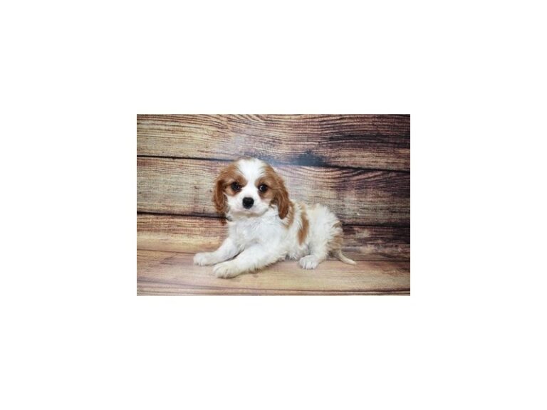 Cavalier King Charles Spaniel - Cavalier King Charles Spaniel