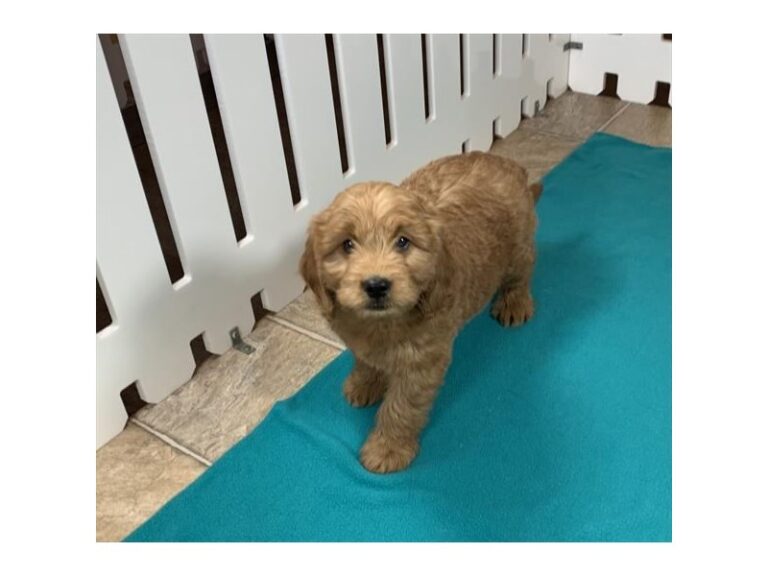 Goldendoodle Mini - Goldendoodle Mini