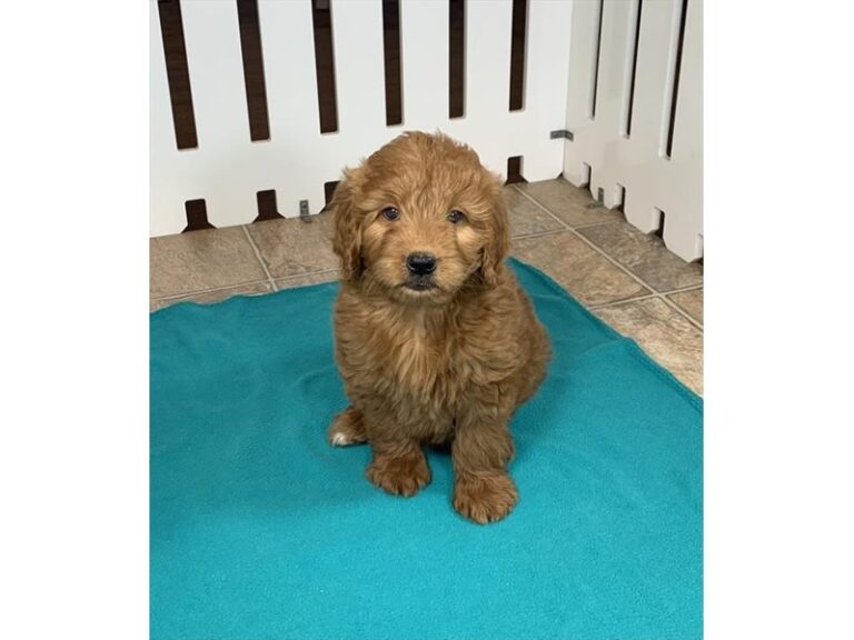 Goldendoodle 2nd Gen - Goldendoodle 2nd Gen