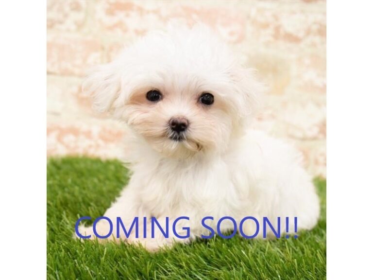 Pippa - Maltese