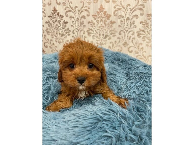 Dexter - Cavapoo