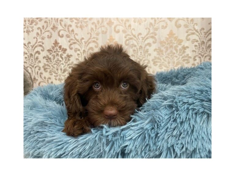 Harry - Newfoundland/Poodle