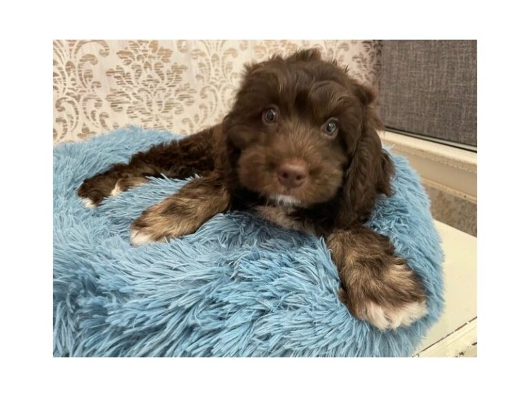 Cece - Newfoundland/Poodle