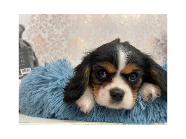 Josie - Cavalier King Charles Spaniel