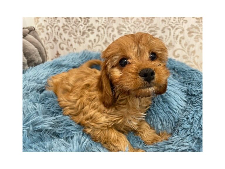 Donna - Cavapoo