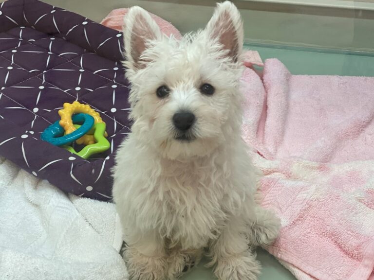 West Highland White Terrier - West Highland White Terrier