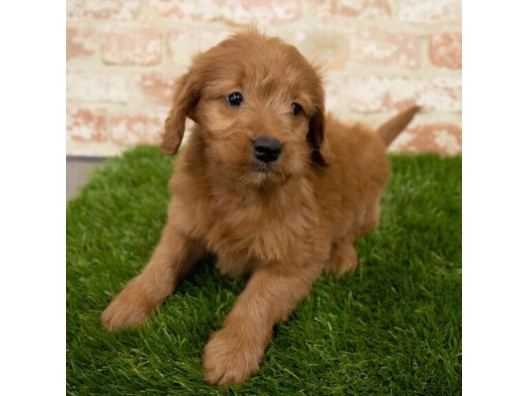 Peyton - Goldendoodle Mini