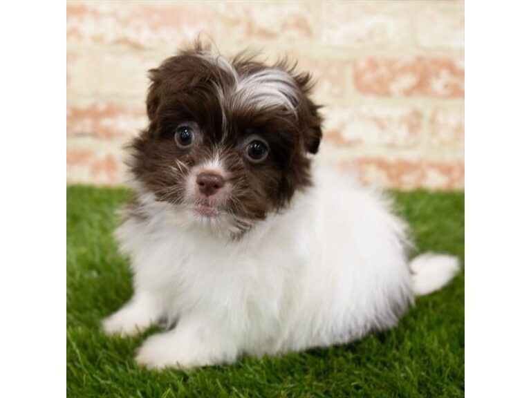 Cora - Havanese