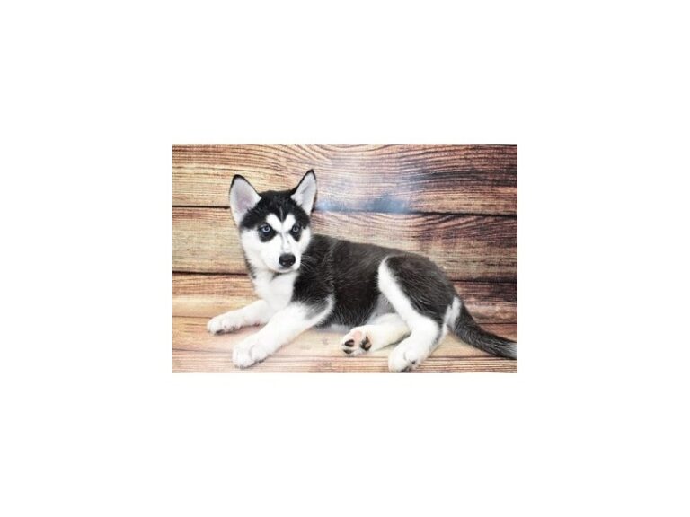 Siberian Husky - Siberian Husky