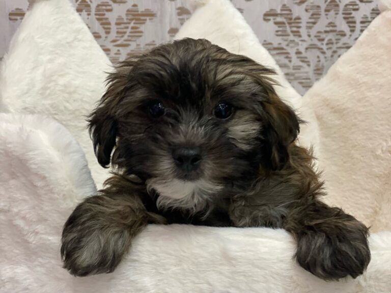 Abby - Shipoo