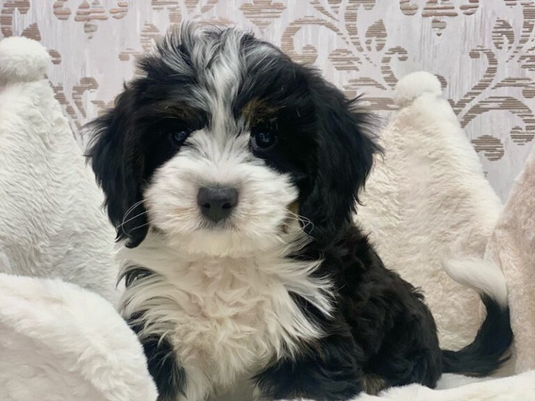 Belle - Mini Bernedoodle