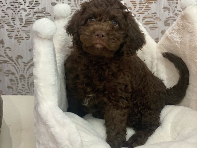 Dallas - Mini Labradoodle