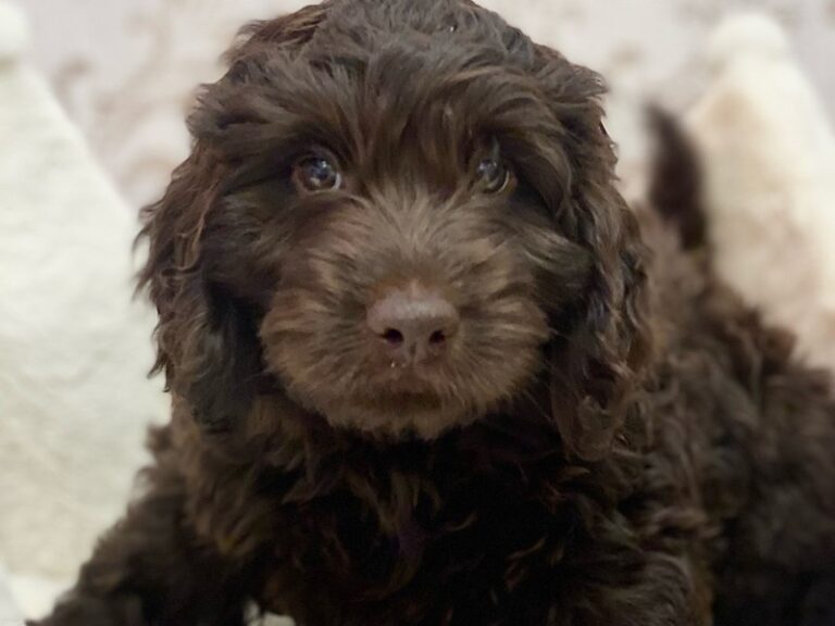 Bowser - Mini Labradoodle