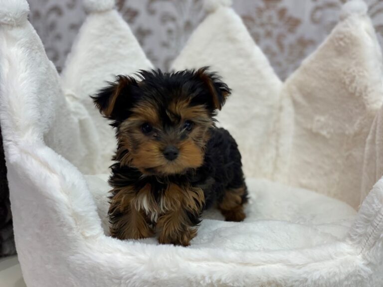 Nana - Yorkshire Terrier