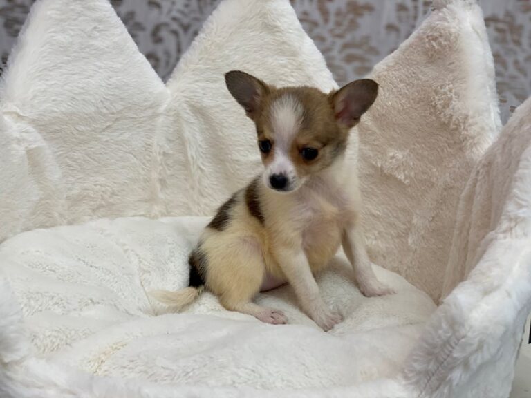 Lucy - Chihuahua