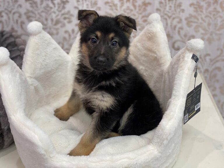Chief - German Shepherd