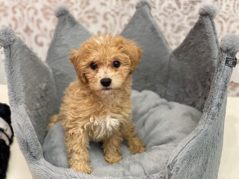 Brie - Bichonpoo