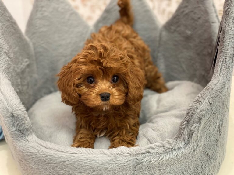 Rosalina - Cavapoo