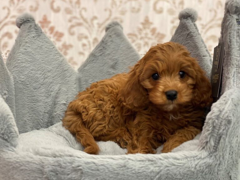 Peach - Cavapoo