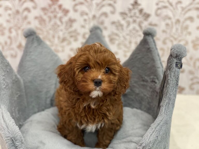 Daisy - Cavapoo