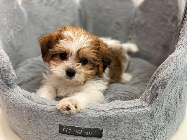 Ripley - Shorkie
