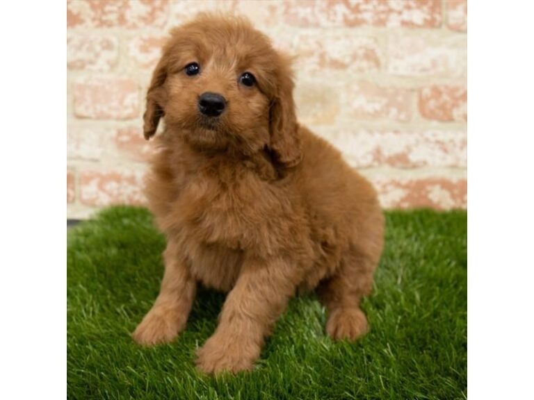 Melody - Goldendoodle Mini