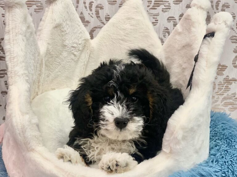 Duke - Mini Bernedoodle
