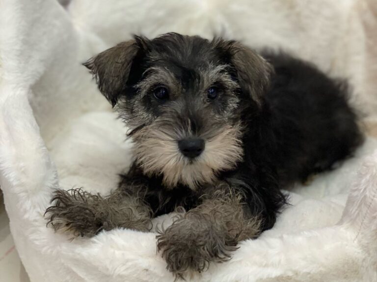 Perdita - Mini Schnauzer
