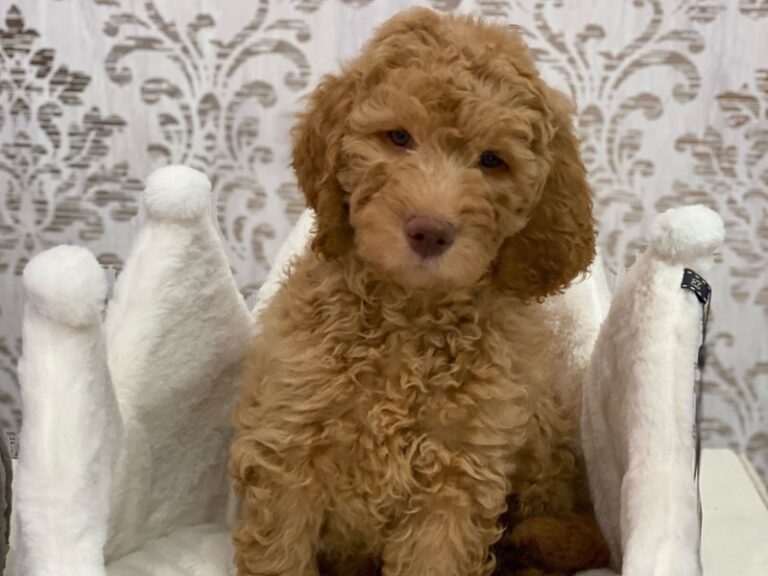 Pedro - 2nd Generation Goldendoodle