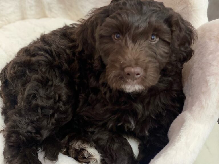Archer - Mini Labradoodle