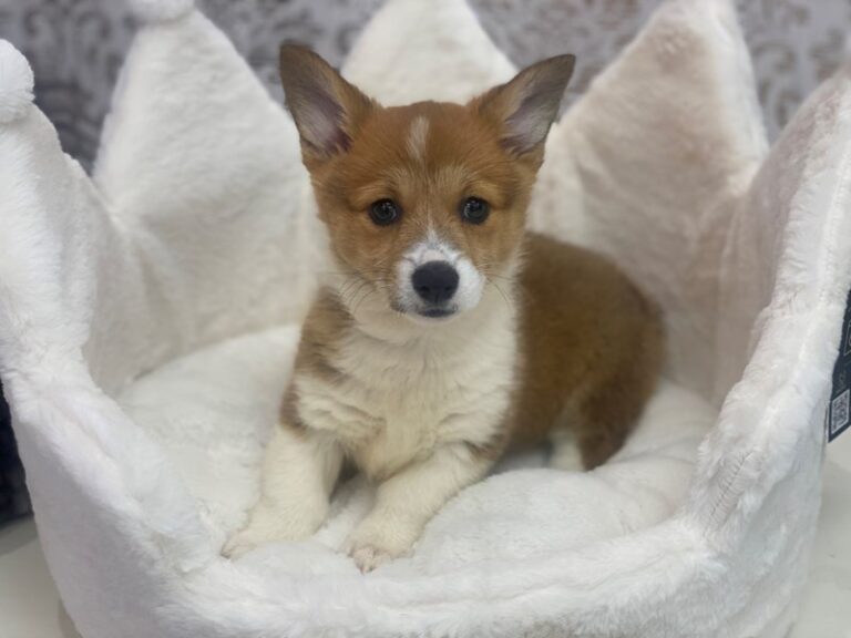 Dory - Pembroke Welsh Corgi