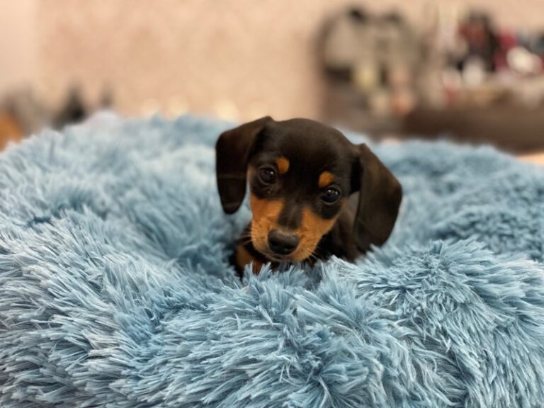 Dodger - Dachshund